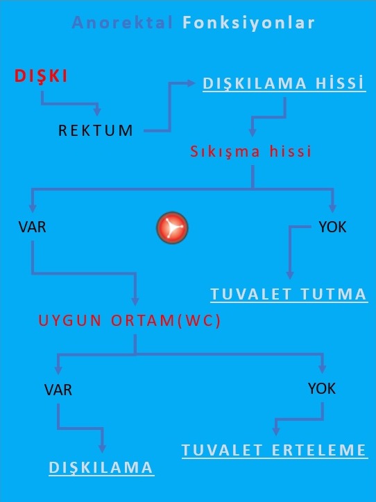 Anal Manometri, Fonksiyon